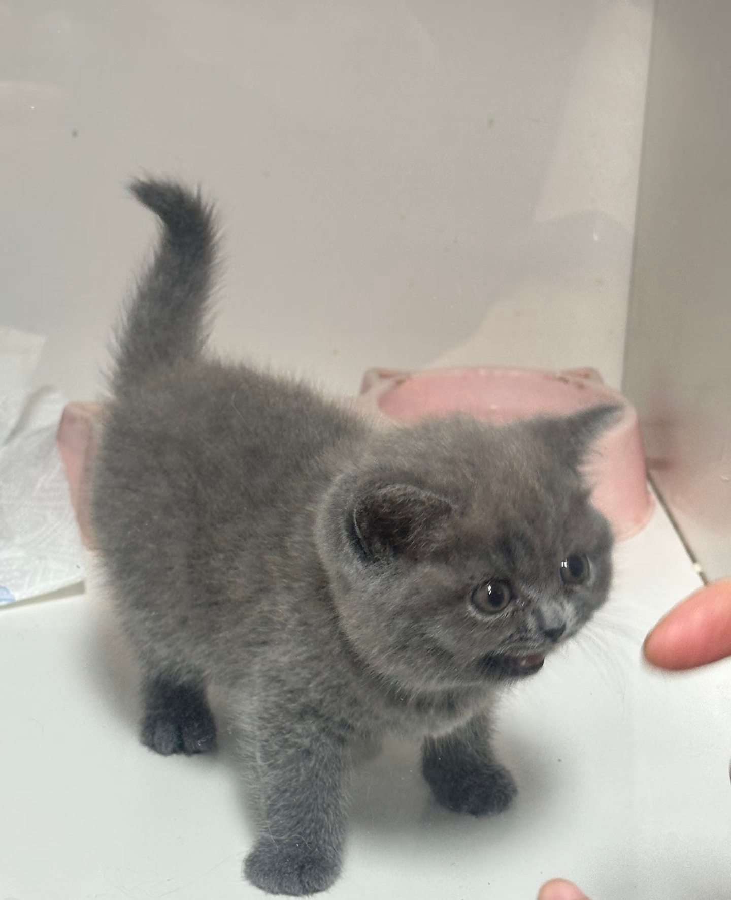 英短蓝猫:圆滚滚的脸蛋，短而厚的毛发, 看起来就是个温柔的小胖子